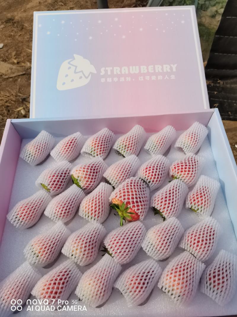 （顺平县）久久奶油草莓基地现摘现发，大量现货，保质保量。