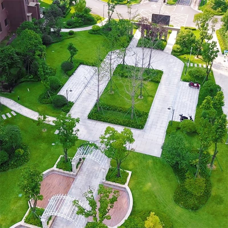 绿化草坪种子马尼拉草籽护坡草进口黑麦草籽草坪四季青高羊茅