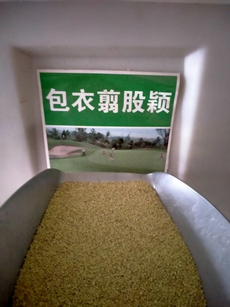 进口匍匐型剪股颖种子草坪草种子高尔夫球场别墅庭院绿化
