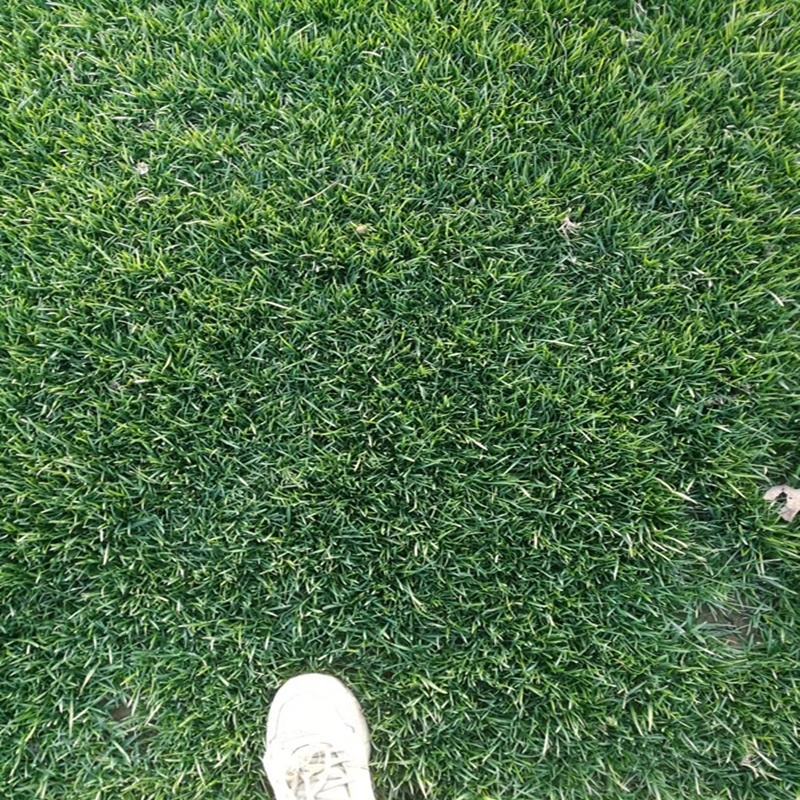 进口匍匐型剪股颖种子草坪草种子高尔夫球场别墅庭院绿化