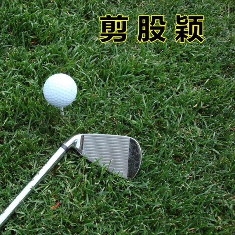 进口匍匐型剪股颖种子草坪草种子高尔夫球场别墅庭院绿化