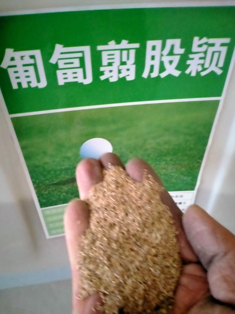 进口匍匐型剪股颖种子草坪草种子高尔夫球场别墅庭院绿化