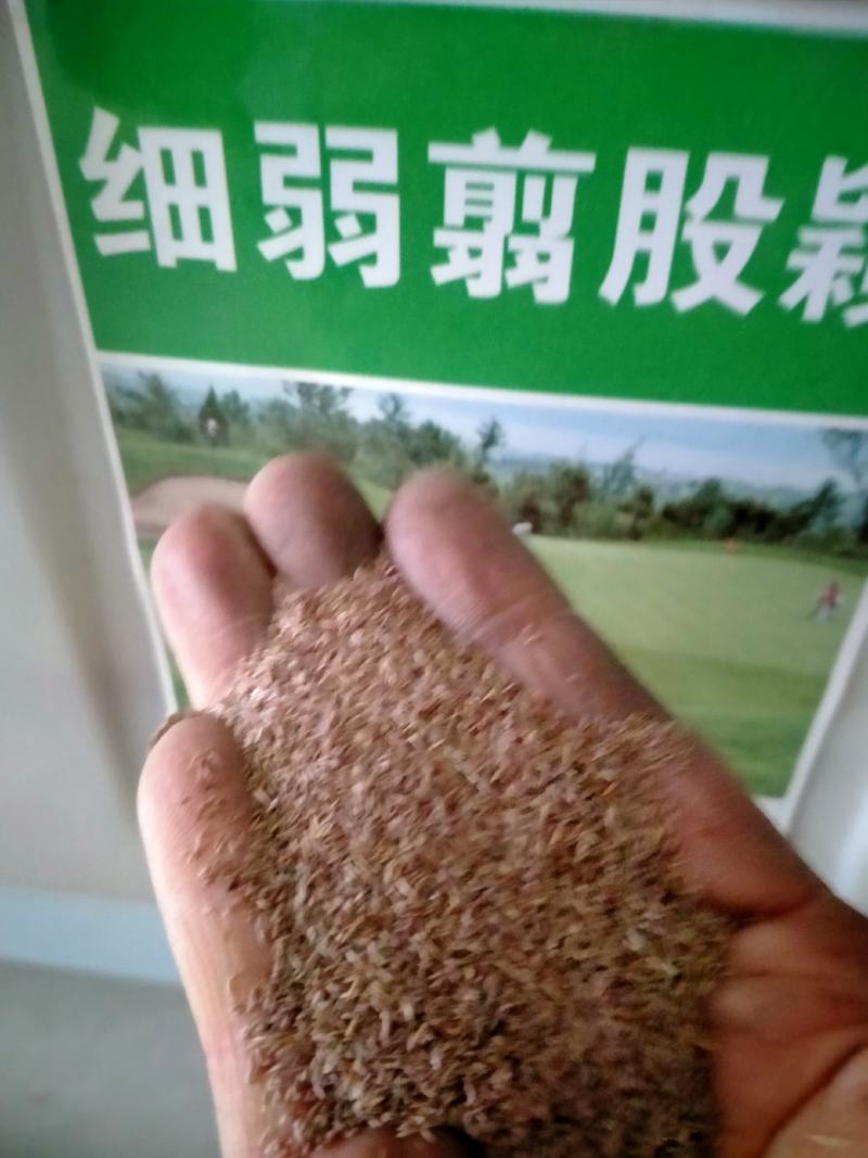 进口匍匐型剪股颖种子草坪草种子高尔夫球场别墅庭院绿化