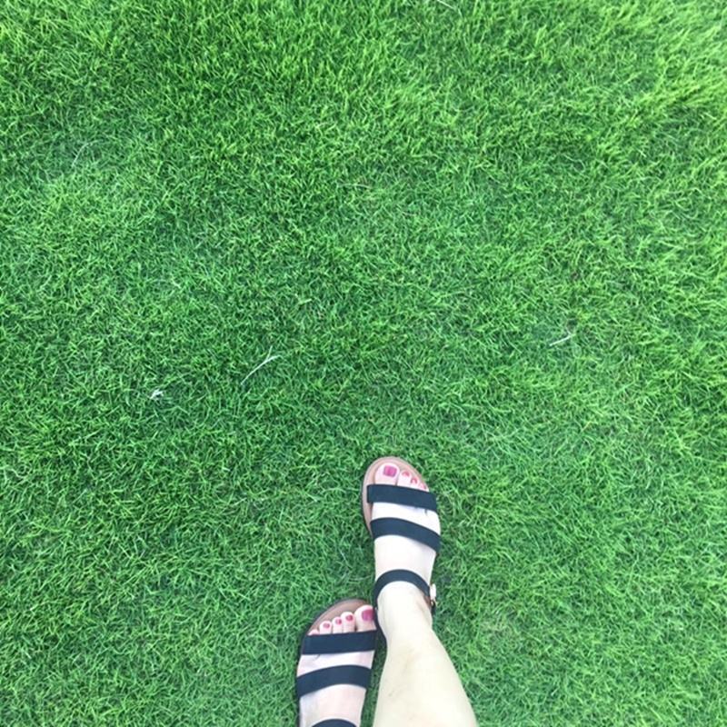 进口匍匐型剪股颖种子草坪草种子高尔夫球场别墅庭院绿化