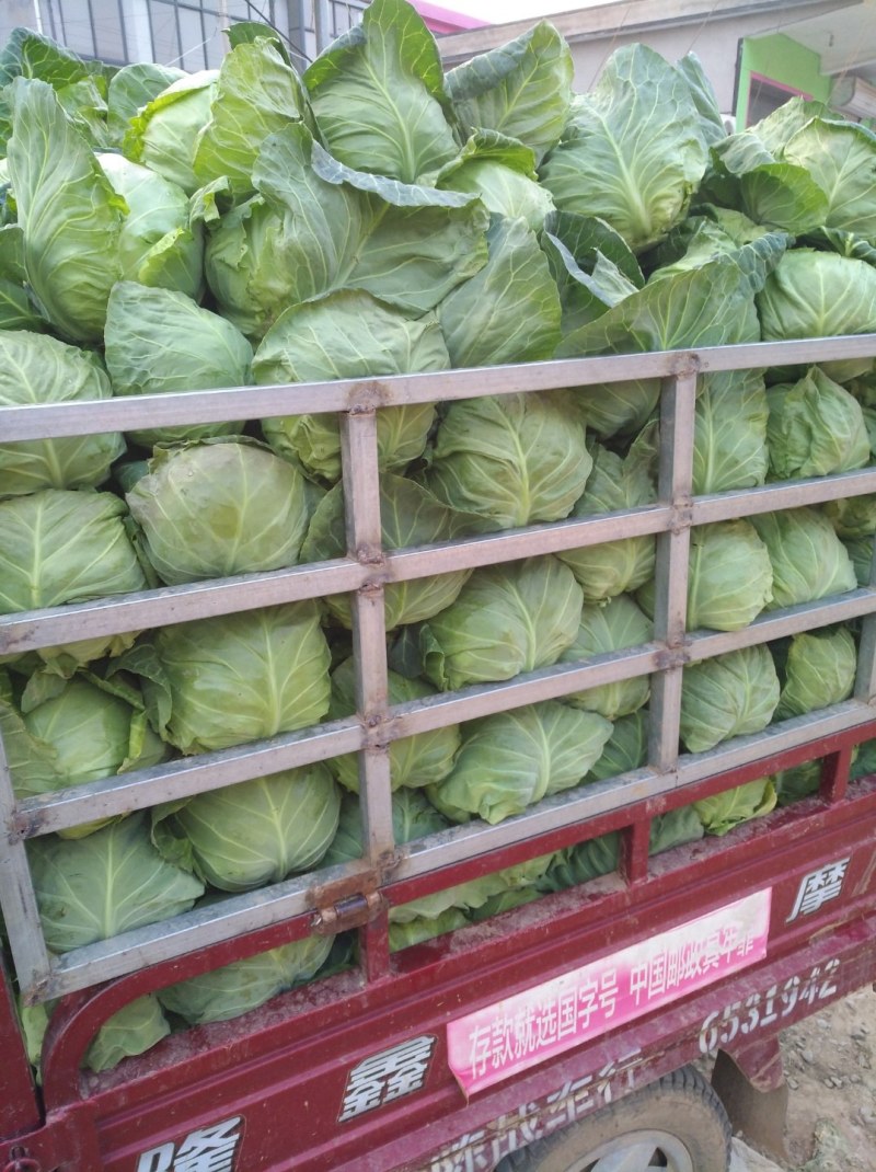 甘蓝【精品甘蓝】【产地直销】（质量上乘）