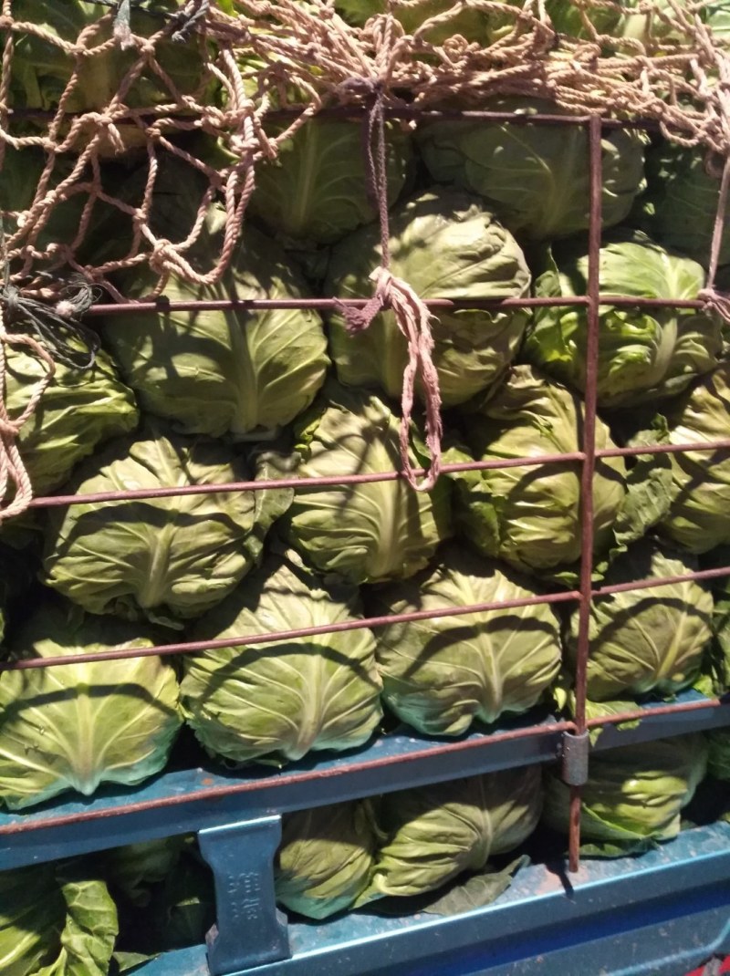 甘蓝【精品甘蓝】【产地直销】（质量上乘）