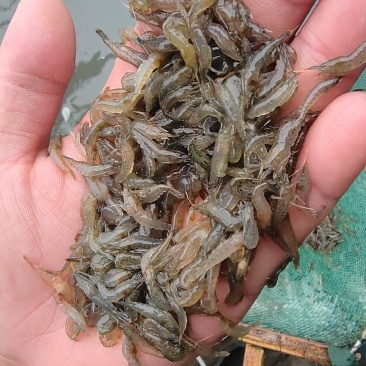 漂亮的小草虾