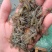 漂亮的小草虾