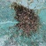 漂亮的小草虾