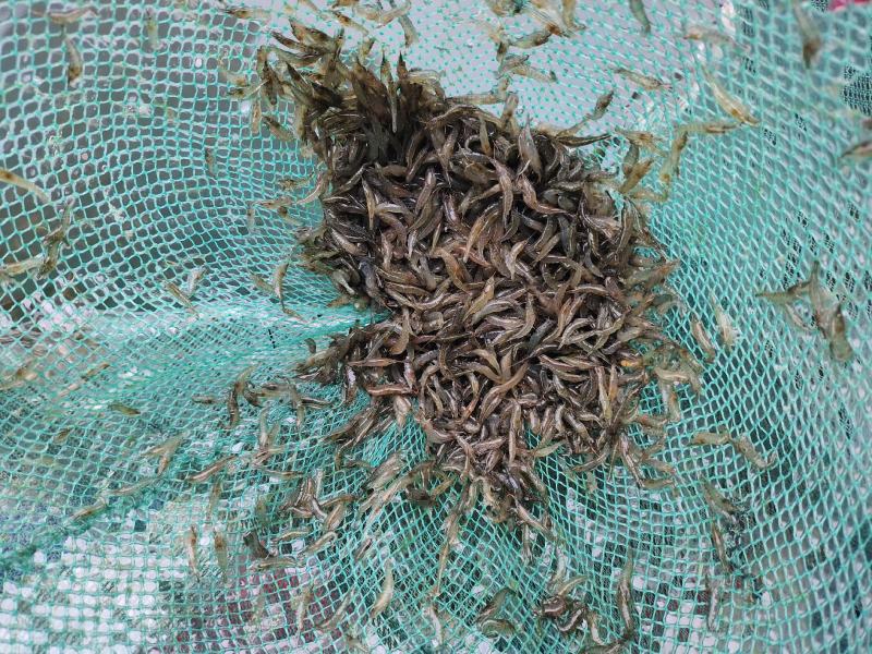 漂亮的小草虾