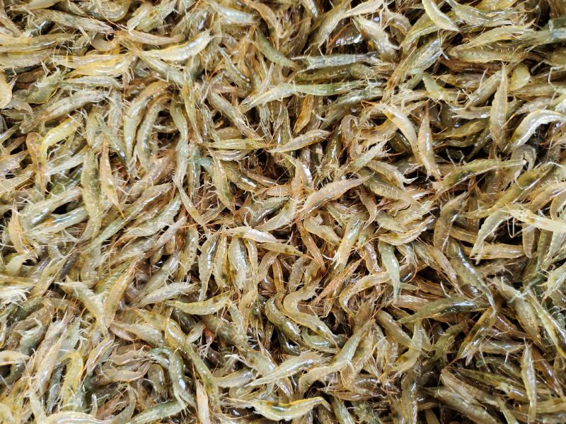 漂亮的小草虾