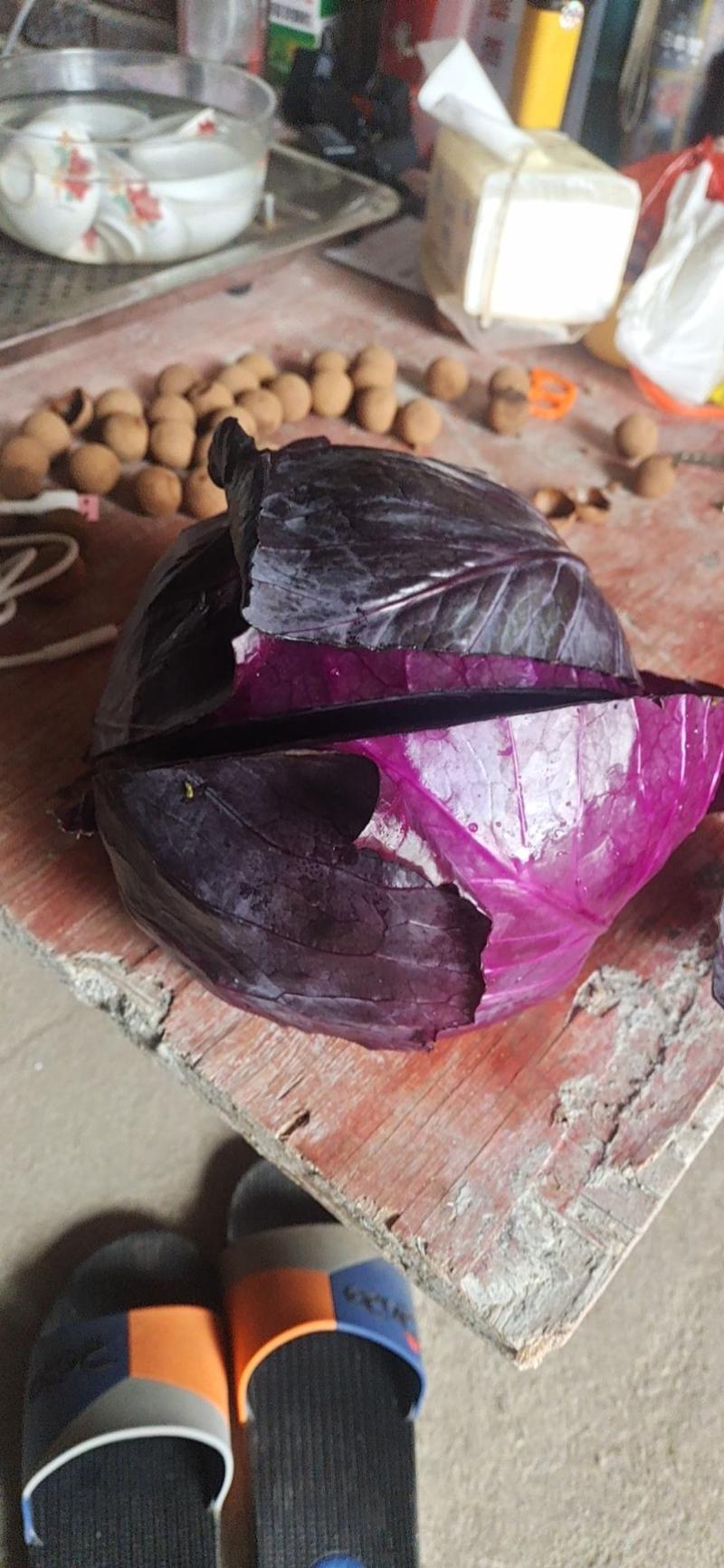 紫甘蓝，30亩，上市中，紫包菜，8毛钱一斤包上车