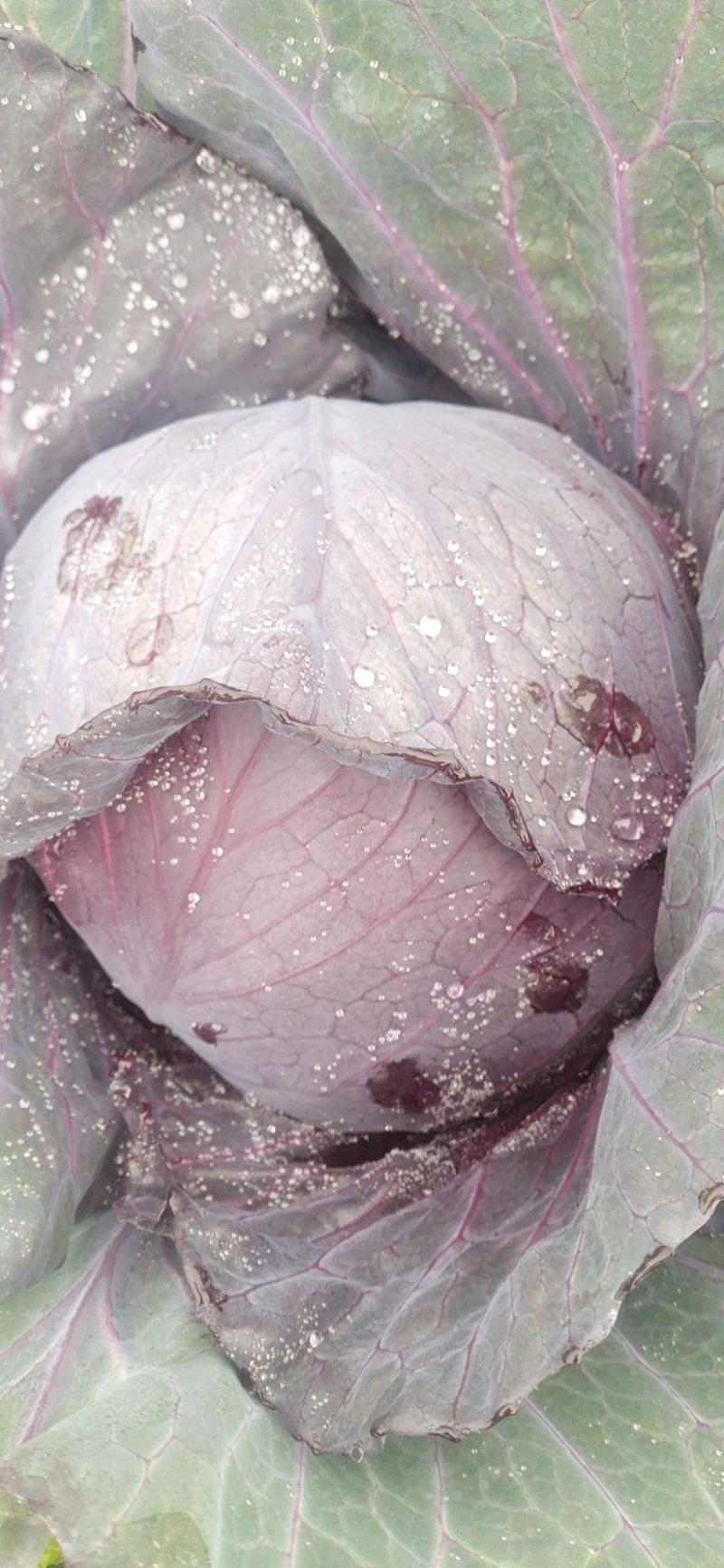 紫甘蓝，30亩，上市中，紫包菜，8毛钱一斤包上车