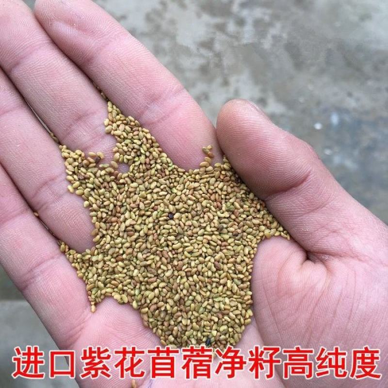 紫花苜蓿种子，多年生牧草种子四季养殖喂羊牛鸡鸭鹅草鱼牧草