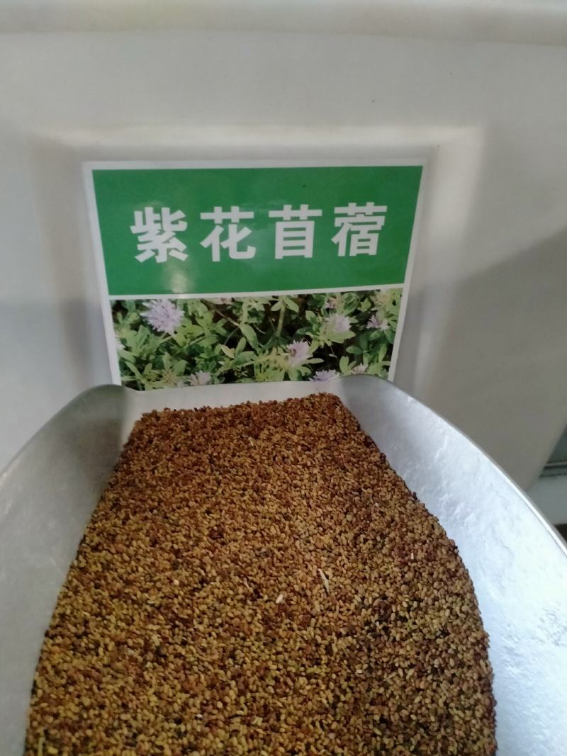 紫花苜蓿种子，多年生牧草种子四季养殖喂羊牛鸡鸭鹅草鱼牧草