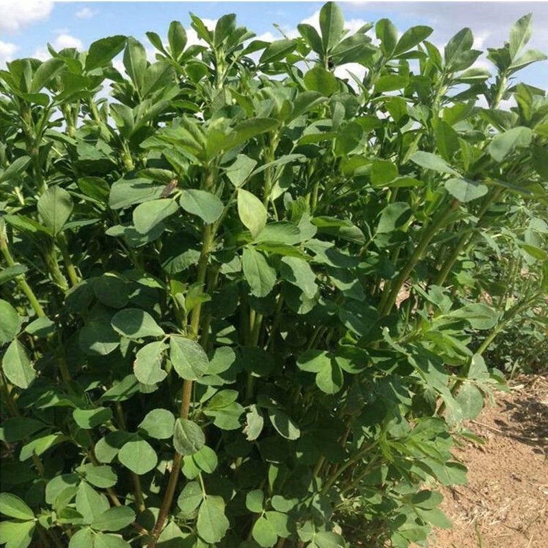 紫花苜蓿种子，多年生牧草种子四季养殖喂羊牛鸡鸭鹅草鱼牧草