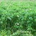 紫花苜蓿种子，多年生牧草种子四季养殖喂羊牛鸡鸭鹅草鱼牧草