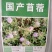 紫花苜蓿种子，多年生牧草种子四季养殖喂羊牛鸡鸭鹅草鱼牧草