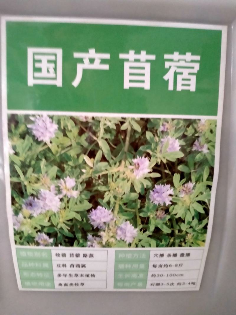 紫花苜蓿种子，多年生牧草种子四季养殖喂羊牛鸡鸭鹅草鱼牧草