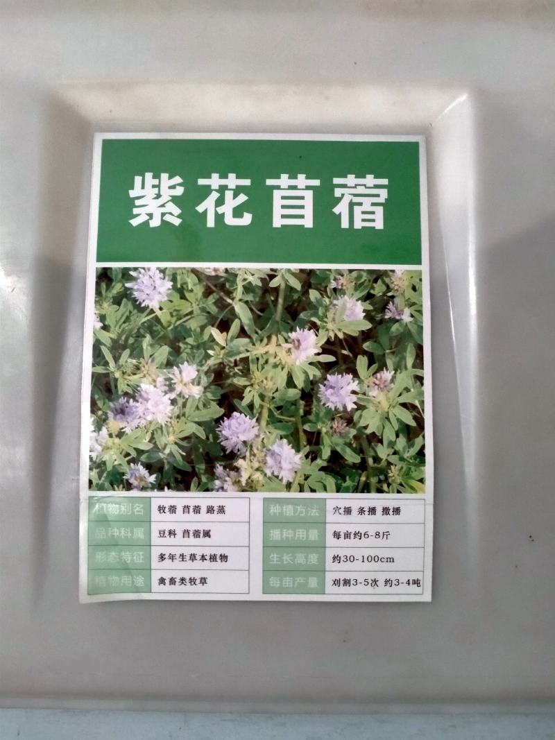 紫花苜蓿种子，多年生牧草种子四季养殖喂羊牛鸡鸭鹅草鱼牧草