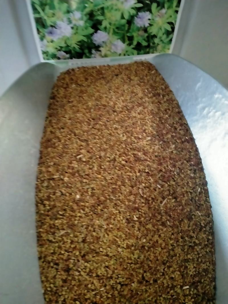 紫花苜蓿种子，多年生牧草种子四季养殖喂羊牛鸡鸭鹅草鱼牧草