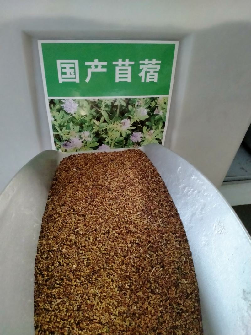 紫花苜蓿种子，多年生牧草种子四季养殖喂羊牛鸡鸭鹅草鱼牧草