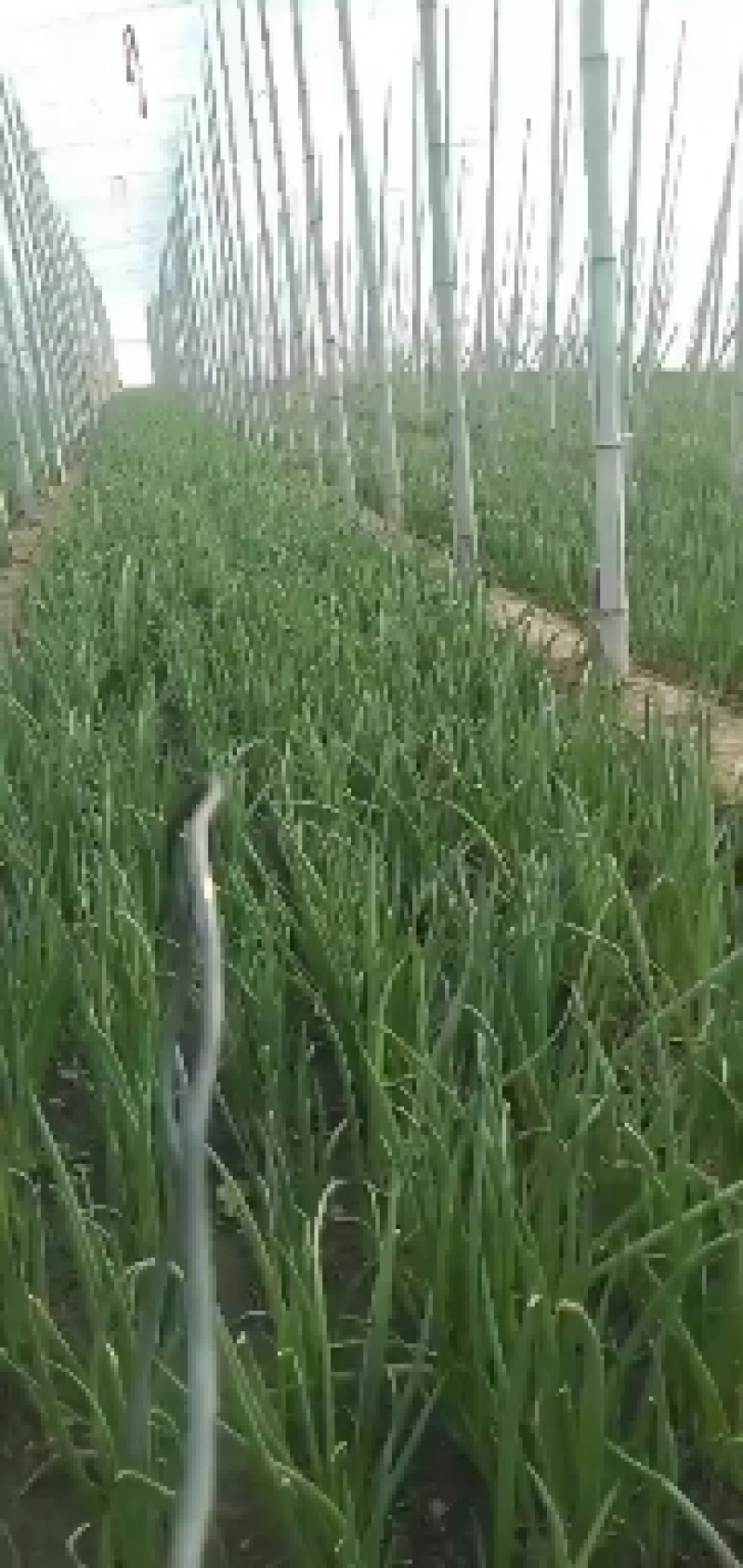 河北冷棚小葱，大量上市，全国直发，保质保量，来电优惠