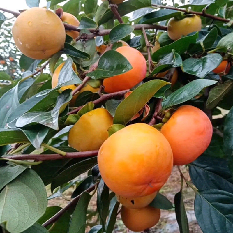 柿子苗嫁接柿子苗阳丰甜柿子苗南北方种植果树苗当年结果