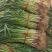 红根蒜苗地头装货要多少有多少保质保量发货全国春节前不断货