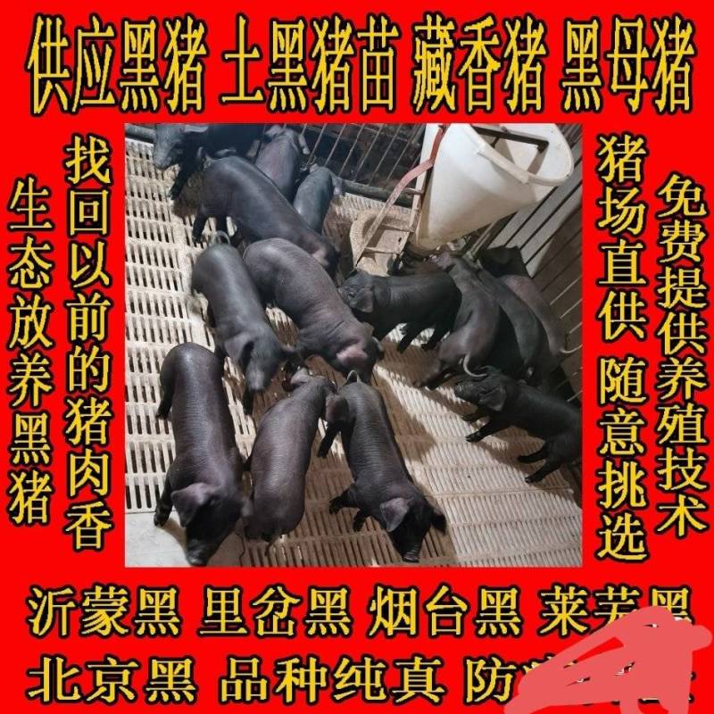 猪场直供精品黑猪！瘦肉型仔猪！沂蒙黑，里岔黑，烟台黑。