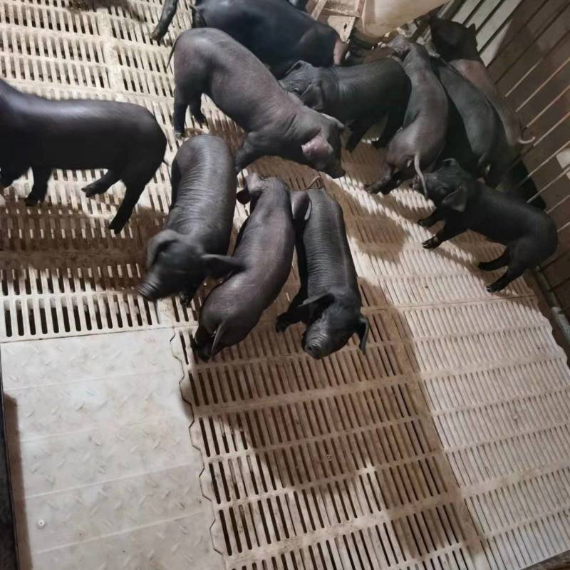 猪场直供精品黑猪！瘦肉型仔猪！沂蒙黑，里岔黑，烟台黑。