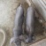 猪场直供精品黑猪！瘦肉型仔猪！沂蒙黑，里岔黑，烟台黑。