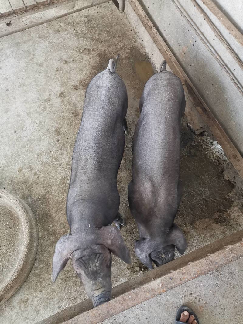 猪场直供精品黑猪！瘦肉型仔猪！沂蒙黑，里岔黑，烟台黑。