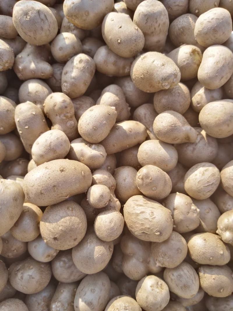 批发零售各种规格齐全山药豆做食品粘糖球基地直供电商运营