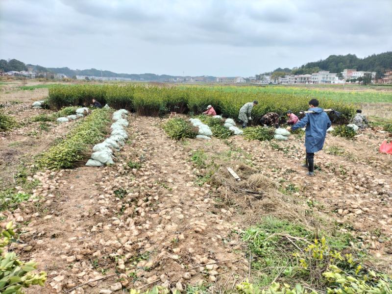 二年三年湘林210嫁接油茶苗裸根苗小杯苗大杯苗