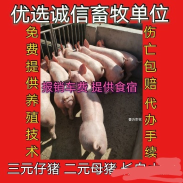 精品外三元仔猪，自繁自育优质猪苗，疫苗齐全，健壮好饲养，