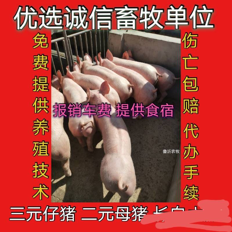 精品外三元仔猪，自繁自育优质猪苗，疫苗齐全，健壮好饲养，