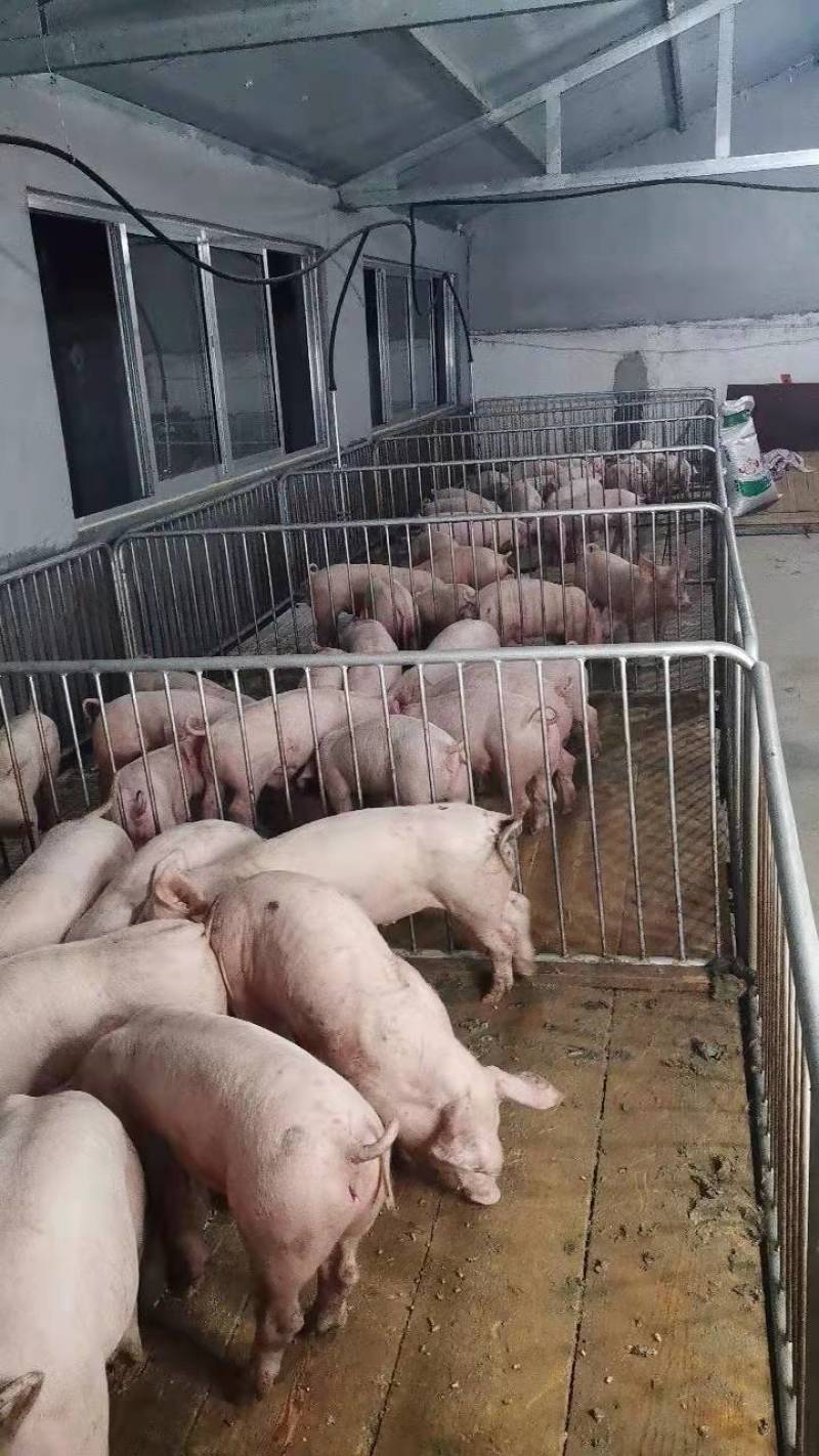 精品外三元仔猪，自繁自育优质猪苗，疫苗齐全，健壮好饲养，