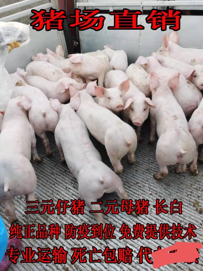 精品外三元仔猪，自繁自育优质猪苗，疫苗齐全，健壮好饲养，
