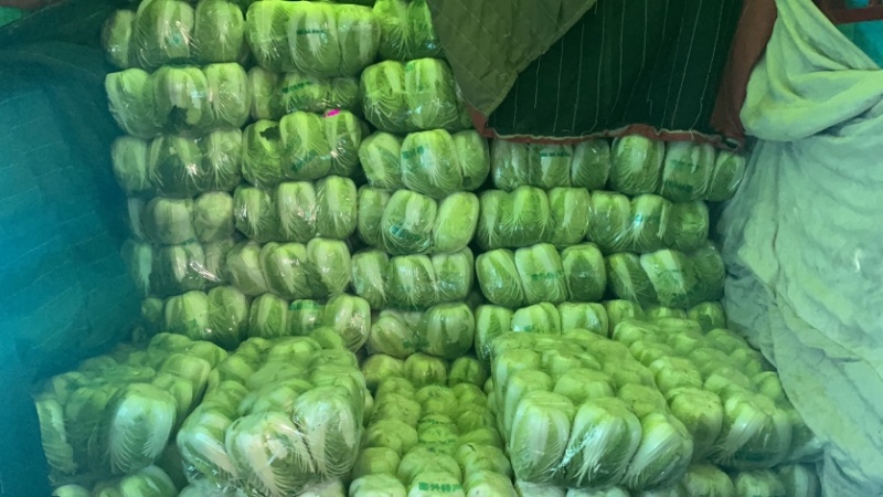 山东省聊城市东昌府区优质精品大棚菊锦白菜，品质保证