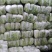 山东省聊城市东昌府区优质精品大棚菊锦白菜，品质保证