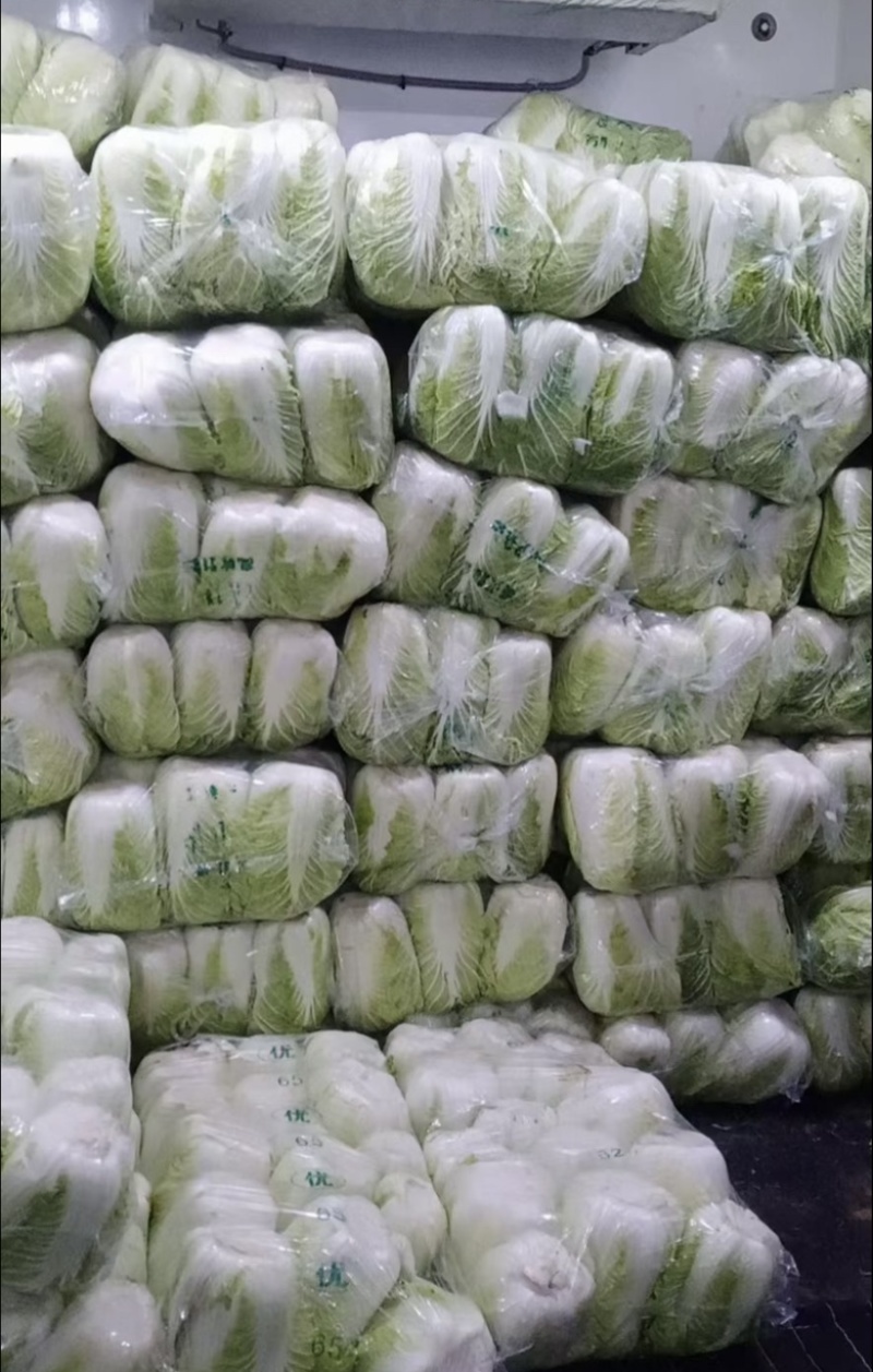 山东省聊城市东昌府区优质精品大棚菊锦白菜，品质保证