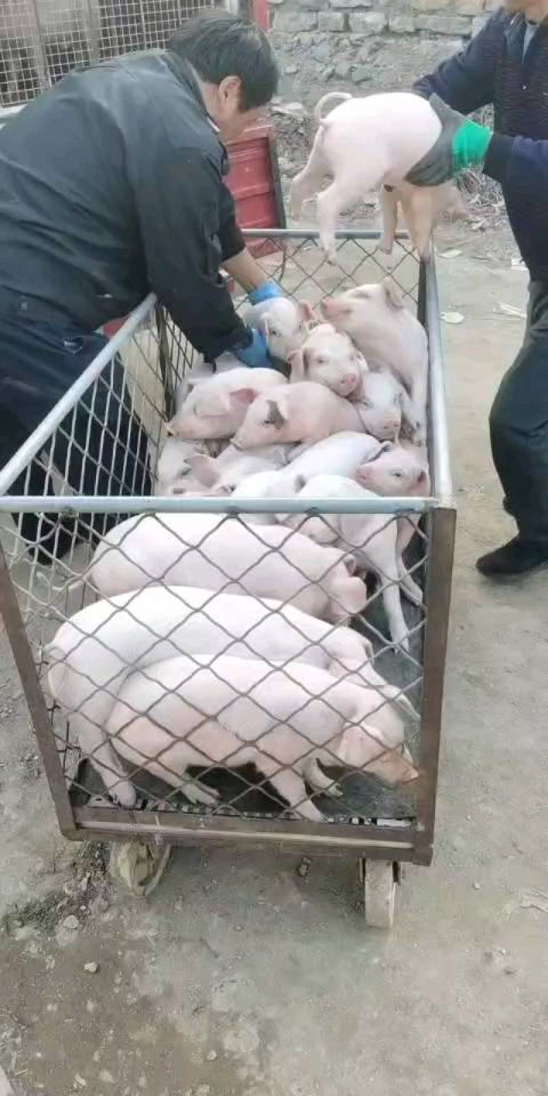 精品外三元仔猪，自繁自育优质猪苗，疫苗齐全，健壮好饲养，