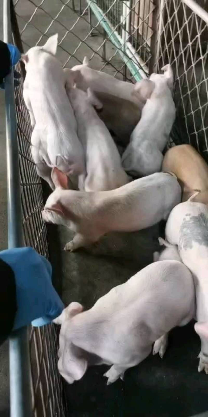 三元仔猪精品外三元仔猪，自繁自育优质猪苗，疫苗齐全