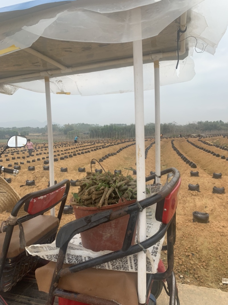 葛根苗葛根种苗粉葛种苗绿化苗木葛根苗无渣粉葛包活包技术