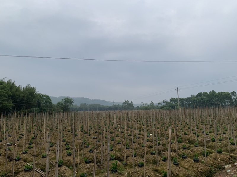 葛根苗葛根种苗粉葛种苗绿化苗木葛根苗无渣粉葛包活包技术