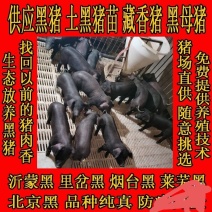 土黑猪苗黑猪山东土黑猪苗育肥猪苗
