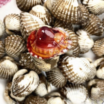鲜活血蛤雪蛤蛤蜊贝类