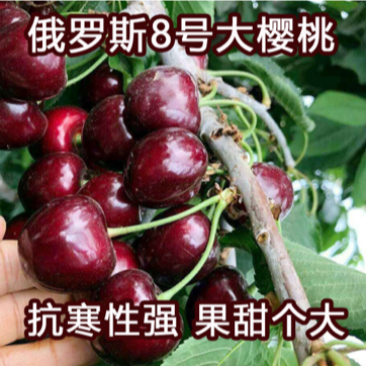 俄罗斯八号大樱桃苗果个大产量高南北方均可种植热卖！