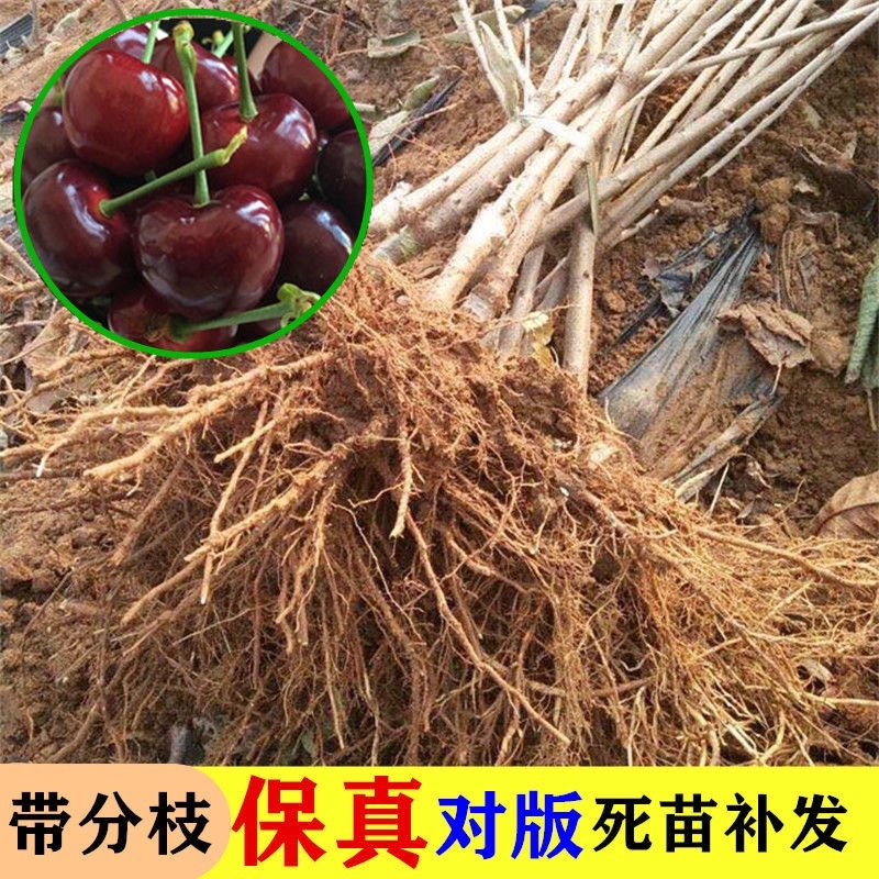 俄罗斯八号大樱桃苗果个大产量高南北方均可种植热卖！